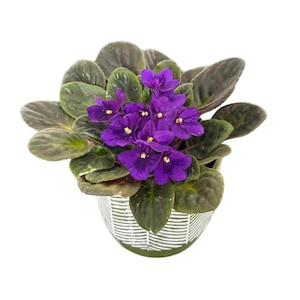 May include: A potted African violet plant with vibrant purple flowers and dark green leaves. The plant is in a decorative ceramic pot with a white and green striped pattern. The plant is a houseplant.