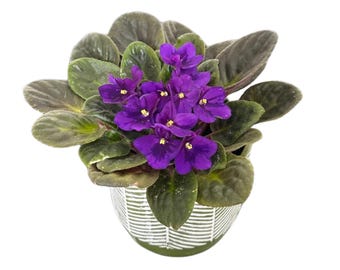 African Violet Live Plant in a 4 Inch Nursery Pot - Purple Violet - Blooming Indoor Plant - Mini Flowering Gift Plant - Flower for Birthday