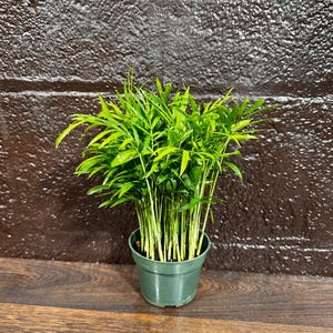 Parlor Palm Indoor Plant 4 Inch - Chamaedorea Elegans - Easy Care Low Light Houseplant - Air Purifier Plant in a Pot