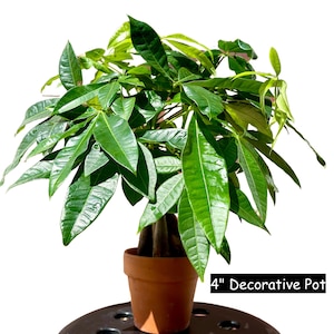 May include: A green money tree plant in a 4 inch terracotta pot. The plant is sitting on a black table with a decorative pattern.