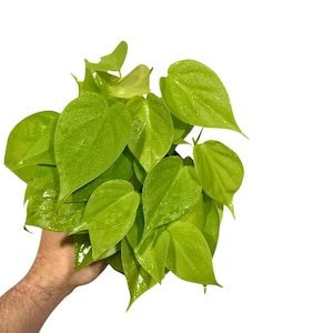 May include: A vibrant, neon green plant with heart-shaped leaves. The plant is held in a hand against a white background. The leaves have a glossy texture and appear to be wet, possibly from watering or misting. The plant is a lush, healthy specimen.