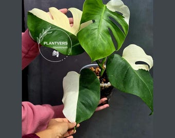 Rare Variegated Monstera Albo Half-Moon Leaf Plant - White Albo Borsigiana Plant - EXACT Plant - US Seller