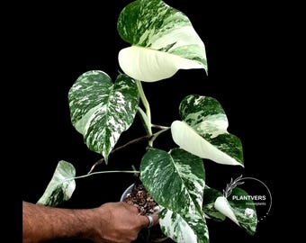 Variegated Monstera Albo Half-Moon Leaf Plant - White Albo Borsigiana - Rare Collector Plant - EXACT Plant - US Seller