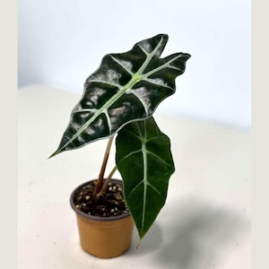 May include: A potted Alocasia plant with large, dark green leaves and prominent white veins. The leaves have a unique, textured appearance. The plant is in a small, tan-colored pot, set against a white background.