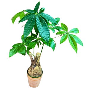 Lucky Money Tree in 6” Grow Pot - 2 Feet Bonsai Money Tree - Easy Care Tall Indoor Live Plant - Pet Friendly Air Purifier Plant