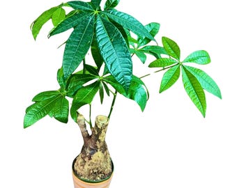 Lucky Money Tree in 6” Grow Pot - 2 Feet Bonsai Money Tree - Easy Care Tall Indoor Live Plant - Pet Friendly Air Purifier Plant