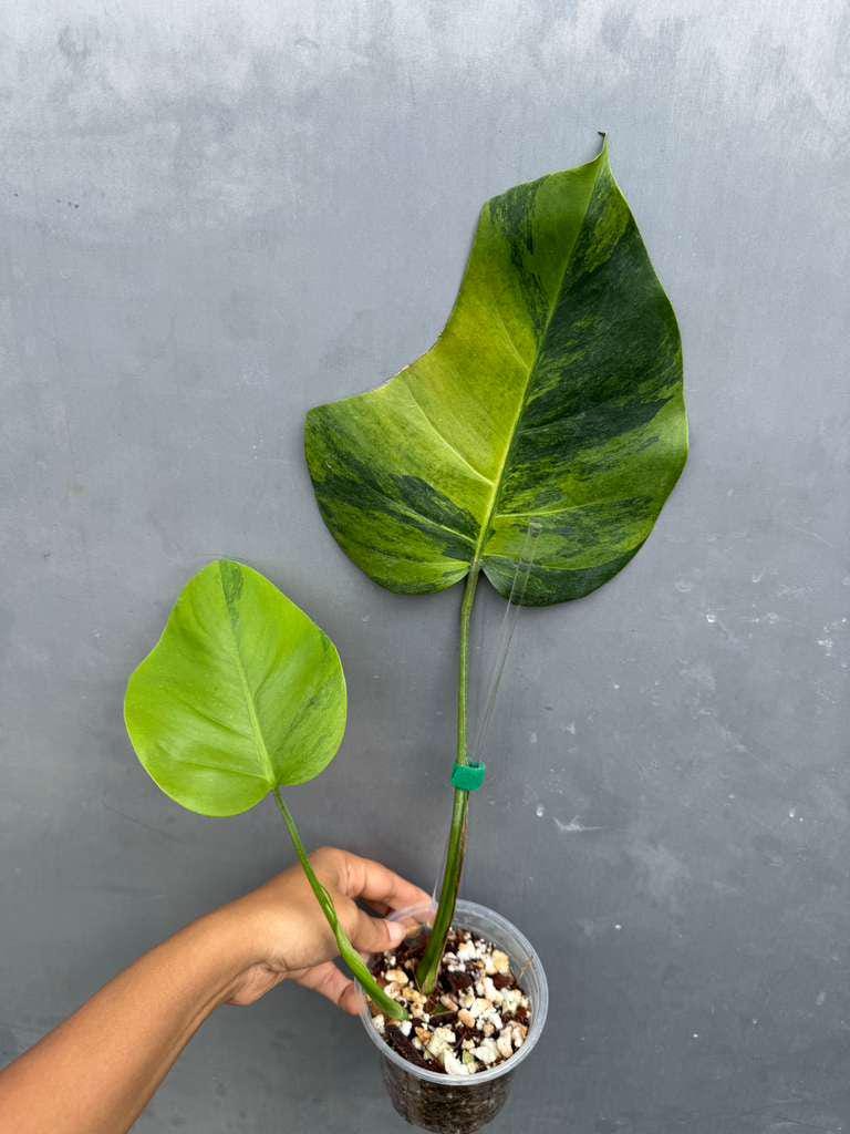 Super Rare Variegated Monstera Green on Green Plant - Variegated