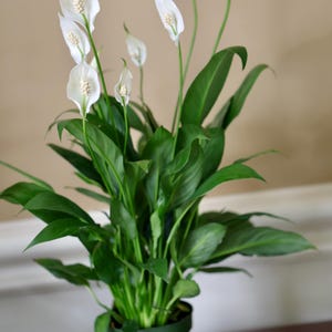 May include: A potted peace lily plant with vibrant green leaves and white flowers. The plant is in a green pot, set against a neutral background. The flowers have a distinctive shape, with a central spadix.