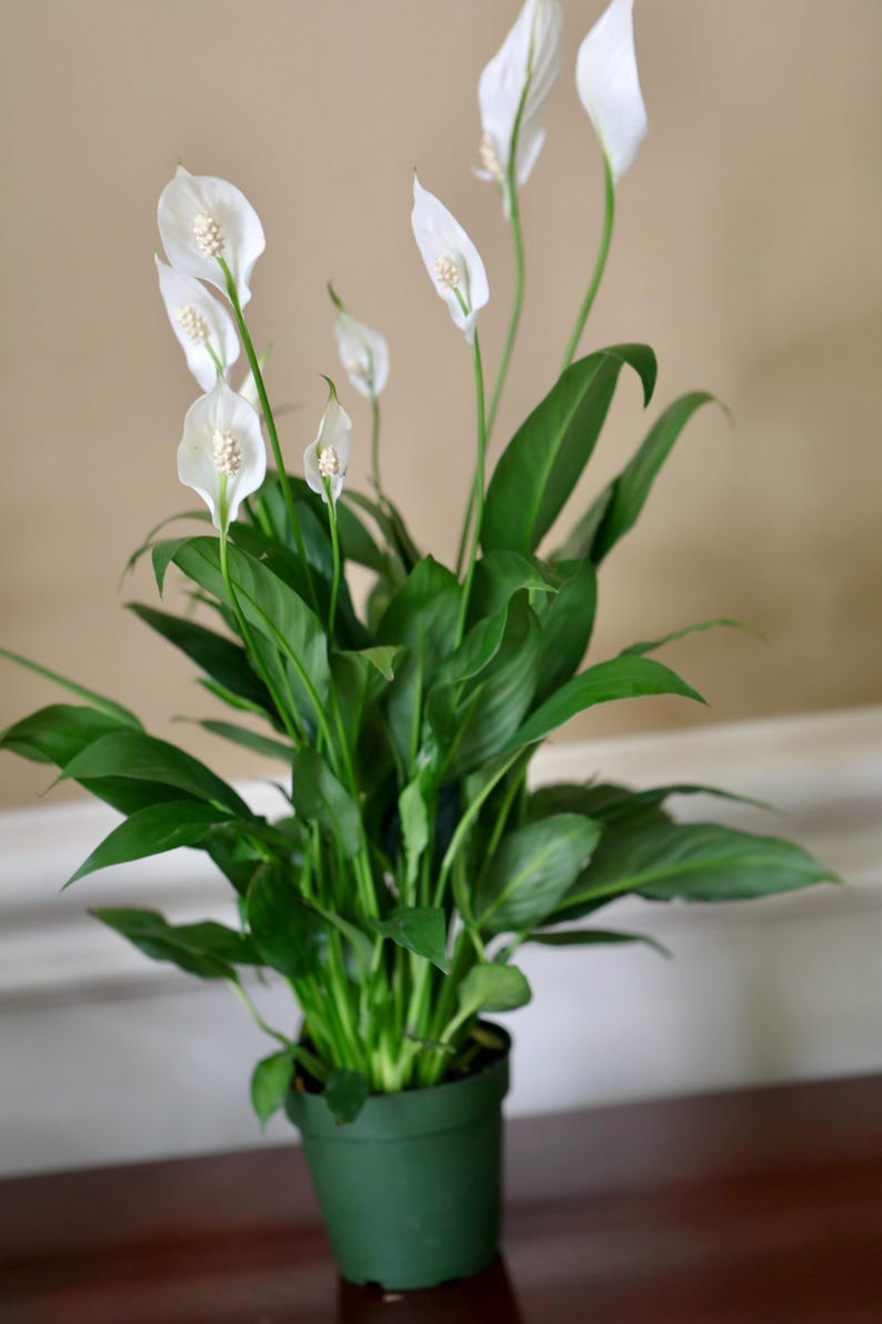 May include: A potted peace lily plant with vibrant green leaves and white flowers. The plant is in a green pot, set against a neutral background. The flowers have a distinctive shape, with a central spadix.