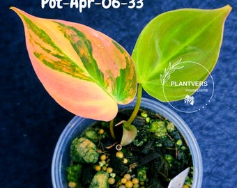 Philodendron Mican Aurea variegado - Planta rara de colección - Planta EXACTA - Vendedor en EE. UU.