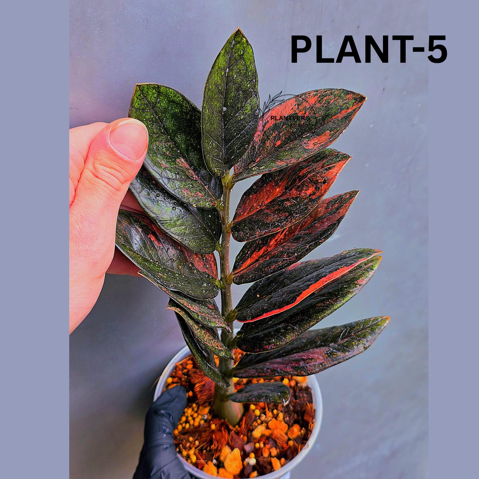Pink Variegated Raven Zz Plant - Etsy