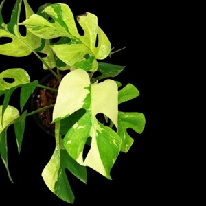 Rare Variegated Rhaphidophora Tetrasperma Cutting - Rare Collector Houseplant - US Seller