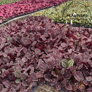 May include: A close-up of a collection of plants with deep burgundy leaves and pink veins. The leaves are oval-shaped and densely packed together. The image also shows other plants with pink and green leaves in the background. The logo "PLANTVERS Houseplants" is visible.