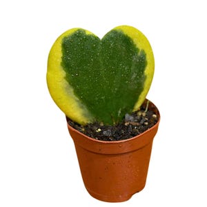 Hoya Kerrii Heart Succulent in a 2&quot; Grow Pot - Live Plant - Indoor or Outdoor plant - Heart-Shaped Hoya - Variegated Sweetheart Hoya