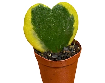 Hoya Kerrii Heart Succulent in a 2" Grow Pot - Live Plant - Indoor or Outdoor plant - Heart-Shaped Hoya - Variegated Sweetheart Hoya