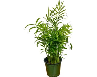 Parlor Palm Indoor Plant 4 Inch - Chamaedorea Elegans - Easy Care Low Light Houseplant - Air Purifier Plant in a Pot - Office Plant