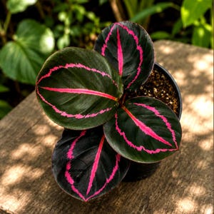 May include: A Calathea plant in a black pot featuring dark green, oval-shaped leaves with vibrant, bright pink veins running through the center and along the edges of each leaf. The plant is viewed from above, showcasing its symmetrical foliage.