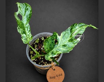 Monstera Adansonii Mottled - Rare Variegated Swiss Cheese Plant - Collector's Aroid - Exact Same Plant - US Seller