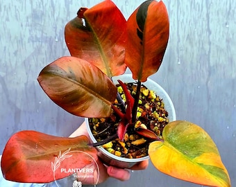 Philodendron Black Cardinal Starter Plant (ALL STARTER PLANTS Require You  to Purchase 2 Plants!) - Etsy