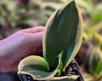 Sansevieria Laurentii Plant in a 2" Nursery Pot - Easy Care - Starter Plant - Low Light Houseplant - Live Tropical Indoor & Outdoor Plant