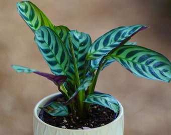 Calathea Burle Marx in a 3” pot - Maranta Amabilis Burle Marxii Starter Plant  - Air purifier houseplant - Calathea - Fishbone Prayer Plant