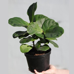 May include: A small green fiddle leaf fig plant in a black plastic pot. The plant has large, lobed leaves and is being held by a hand.
