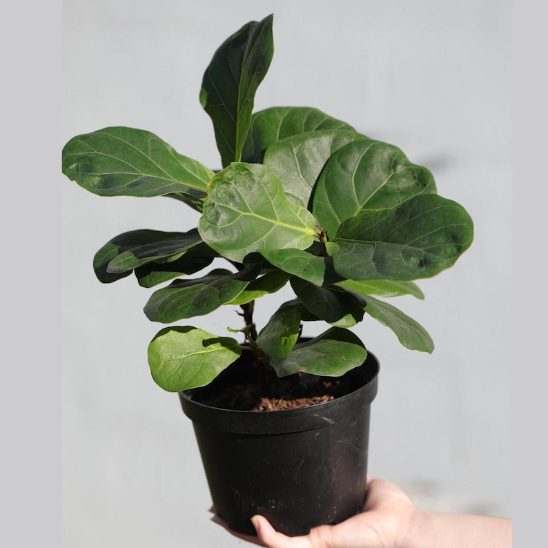 May include: A small green fiddle leaf fig plant in a black plastic pot. The plant has large, lobed leaves and is being held by a hand.
