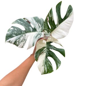 philodendron white princess groß Philodendron 'White Princess' – The Plant Lady SF