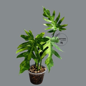 Radiatum Variegated - Etsy