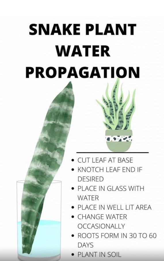 Snake Plant Unrooted Cuttings Motherinlaw'stongue Sansevieria