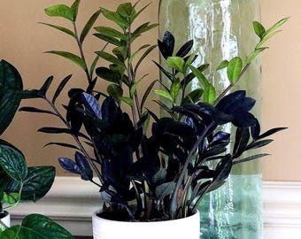 Raven ZZ plant | Indoor Live Plant | Zamioculcas Zamiifolia Raven Plant | Rare Indoor Plant | Zansibar gem | ZZ Plant