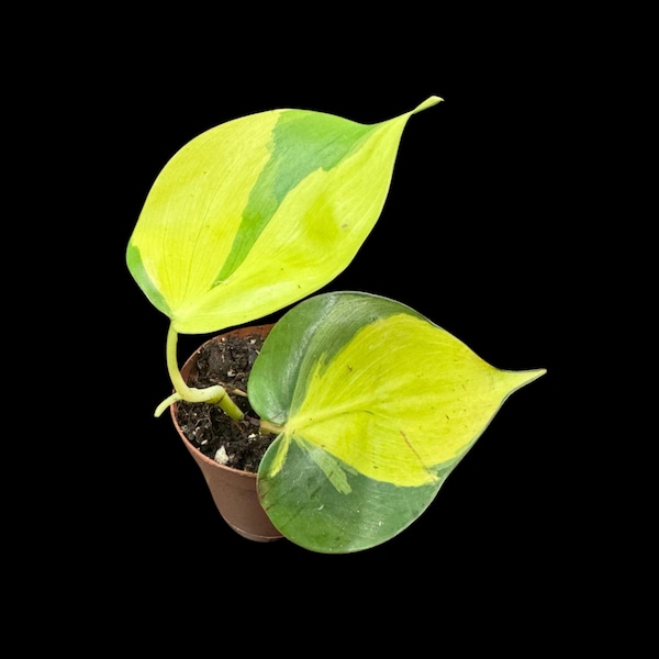 Rare Brazilian philodendron Starter Plant in a 1.5" Nursery Pot - Easy Care Houseplant - Extremely Rare Philodendron Brazil