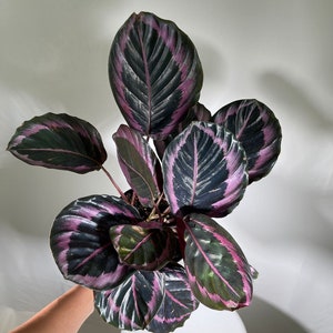 Calathea Roseopicta Dottie Plant in 4&quot; Pot - Calathea Roseopicta - Rose Painted Calathea - Calathea Black Rose plant - LARGE plant