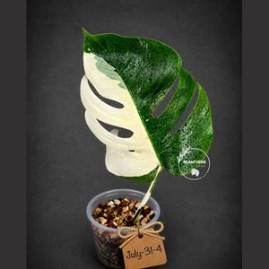 Monstera Albo - Rare Variegated Monstera Borsigiana Albo - Rare Collector Plant - White Monstera Albo - EXACT Same Plant - USA Seller Pot-July-31-4