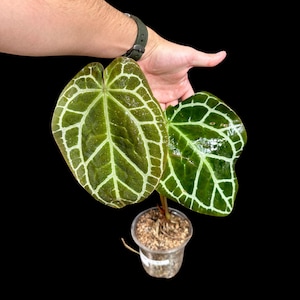 Anthurium Clarinervium in a Nursery Pot - Live Houseplant - Rare Aroids - Crystal Anthurium - Rare Anthurium - Indoor Plant - US Seller