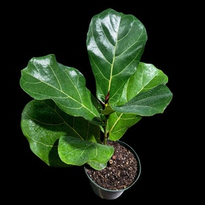 Fiddle Leaf Fig Tree in a Nursery 5” Pot - Fiddle Leaf Fig Tree Indoor House Plant - Low light Indoor Fiddle Tree - US Seller