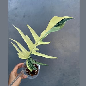 Philodendron Florida Beauty x Tortum Extremely Rare Plant Exact Pot - Cream , White Variegation Super Rare Collector EXACT Plant