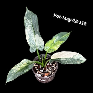 SUPER RARE Variegated Philodendron Silver Sword Plant | Live Indoor Collector Plant |  USA Seller | Exact Same Variegated Silver Sword Plant