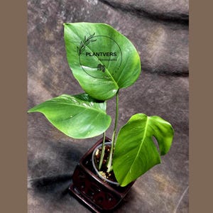 kalanchoe plant succulents Paddle Plant