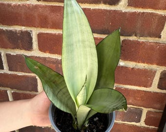 Sansevieria Masoniana in 4” Nursery Pot - Moonshine Snake Plant - Air Purifying Indoor Plant - Low Light Houseplants - Pet Friendly Plant