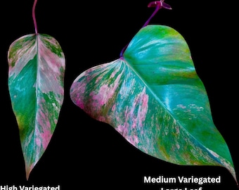 Variegated Philodendron Strawberry Shake Plant Live - US Seller - Extremely Rare Strawberry Plant For Collectors - Mother's Day Gift