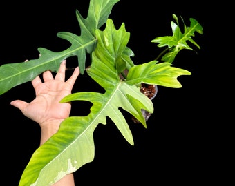 Philodendron Golden Dragon Variegated Established Plant in a Nursery Pot- Collector Rare Indoor Plants - EXACT SAME plant - USA Seller