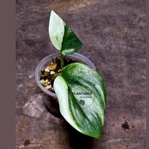 Scindapsus Treubii Moonlight Albo - Etsy