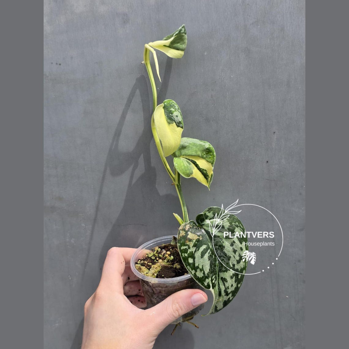 Scindapsus Variated Variegated Scindapsus Mayari - Rare Collector Plant - EXACT Same Plant ...