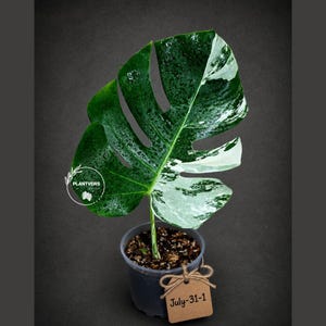 Monstera Albo - Rare Variegated Monstera Borsigiana Albo - Rare Collector Plant - White Monstera Albo - EXACT Same Plant - USA Seller Pot-July-31-1