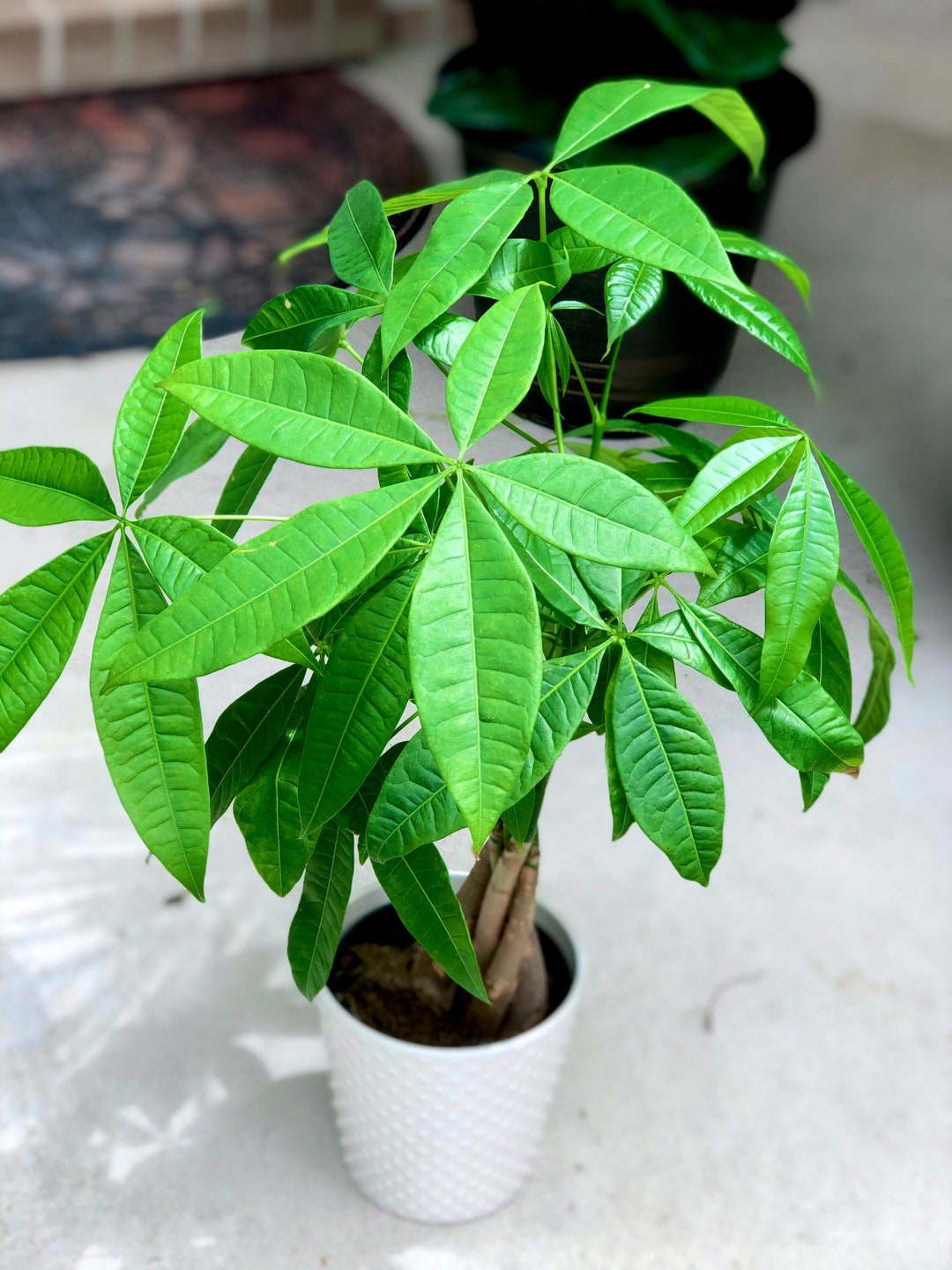 Lucky Money Tree in 4 Decorative Pot, Lucky Houseplant, Easy Care Tall