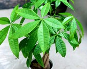 Lucky Money Tree 5 decorative pot, Lucky Houseplant, Easy care tall indoor live plant - Gift indoor plant, Pet friendly air purifier plant