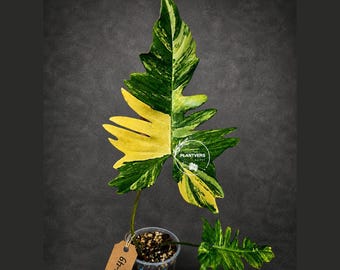 Variegated Philodendron Florida Beauty x Mayoi - Extremely Rare Collector Aroid Live Plant - EXACT Plant - US Seller