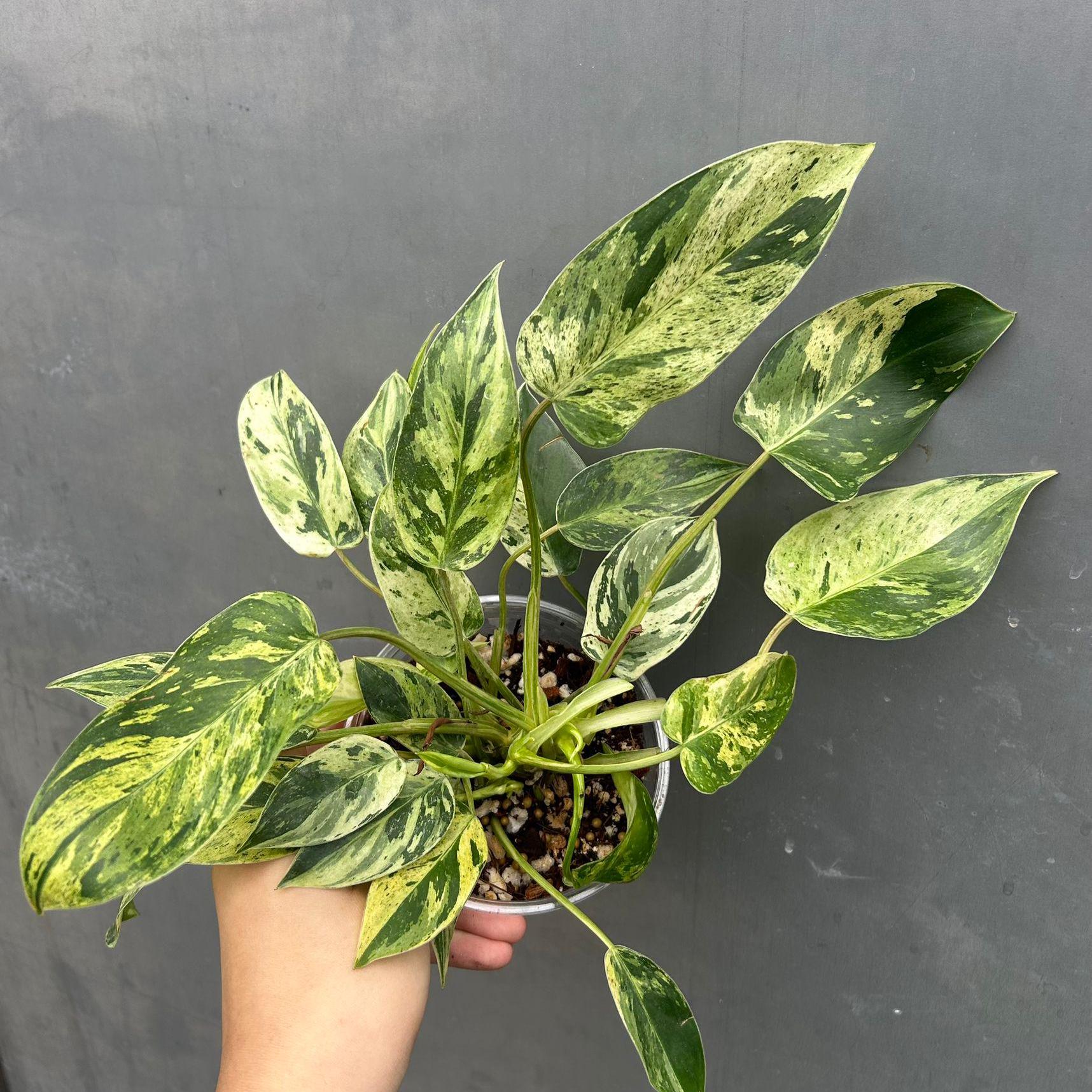 フィロデンドロン エメラルドクイーン バリエゲイテッド Philodendron Emerald Queen Variegated - Etsy