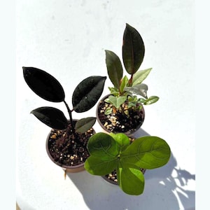 May include: Three small potted plants with varying leaf shapes and colors. One plant has large, dark green leaves, another has smaller, lighter green leaves, and the third has dark, almost black leaves. The pots are brown, and the background is white.